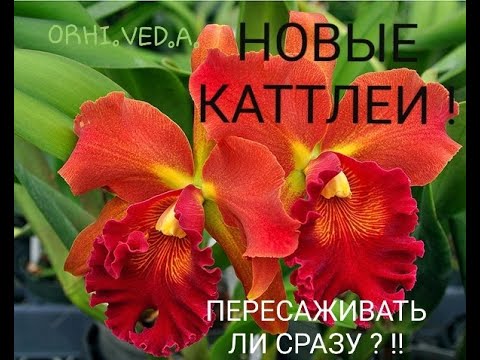 Видео: КАТТЛЕИ новые_ пересаживать ли сразу?