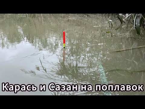 Видео: Поплавок в деле! Рыбалка на карася и сазана!