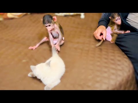 Видео: Степашка на глазах НАГЛЕЕТ, он уже даже кота Басика пытается таскать за хвост!