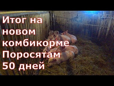 Видео: Итог на новом комбикорме/Поросятам 50 дней