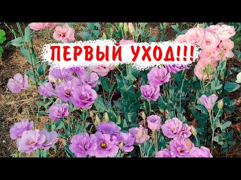 Видео: ЭУСТОМА! ПЕРВЫЙ УХОД! ВСЕ СЕКРЕТЫ ВЫРАЩИВАНИЯ ВЫРАЩИВАНИЯ ИЗ СЕМЯН! ПИКИРОВКА ЭУСТОМЫ