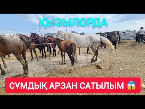 Видео: НЕ ДЕГЕН ТӨМЕН БАҒА, ҚЫЗЫЛОРДА МАЛ БАЗАРЫ.