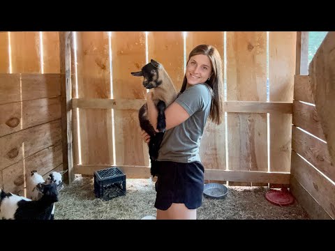 Видео: Работа на ферме и заказы на лесопилке!!!