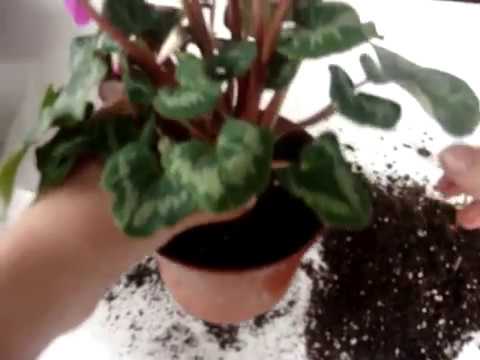 Видео: Цикламен (Cyclamen). Как поступить с покупным цикламеном. How to proceed with the purchase cyclamen.