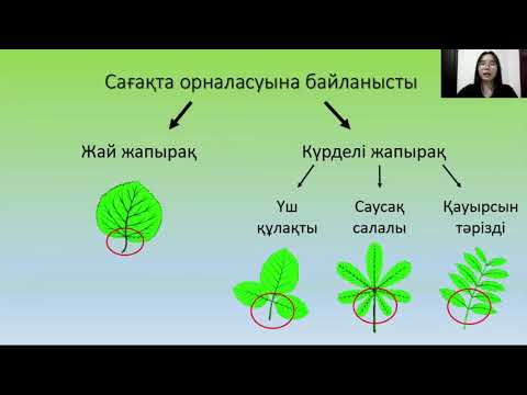 Видео: Биология. "Өсімдіктің өсімді мүшелері"- Жапырақ.