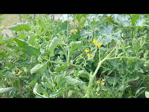 Видео: Пасинкуємо та обрізаємо листя на помідорах . Що і як?