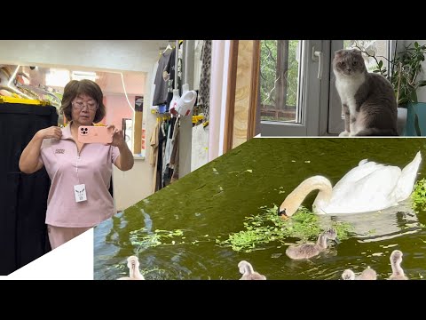 Видео: Что я сделала с волосами?!/Гуляем с Марсиком/