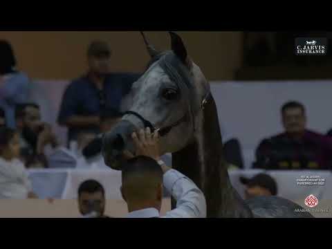 Видео: 1-й чемпионат Аль-Асайель по чистокровным лошадям AH 2025, класс 6А