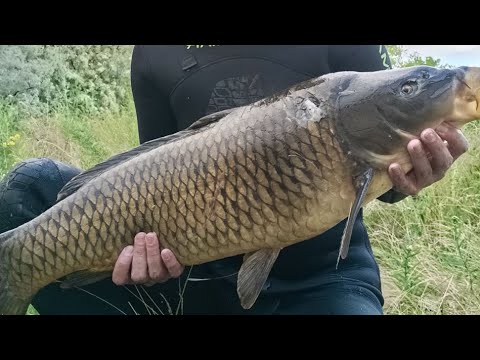 Видео: Карп 10,2 кг.