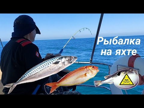 Видео: Рыбалка на яхте. МНОГО РЫБЫ.  Клевало одновременно.