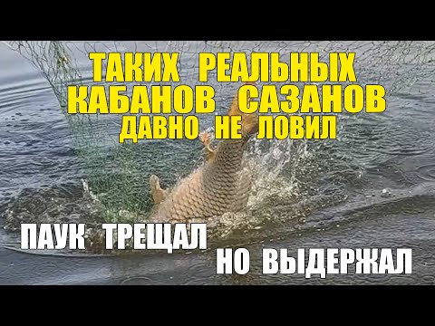 Видео: КАБАНЫ ПОЙМАНЫ! ПАУК ОТЛИЧНО ОТРАБОТАЛ! ТАКИХ САЗАНОВ ДАВНО НЕ ЛОВИЛ!