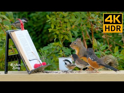 Видео: кошка тв 🐱📺 Книжный клуб для птиц и белок в лесу 🐦 (4K HDR)