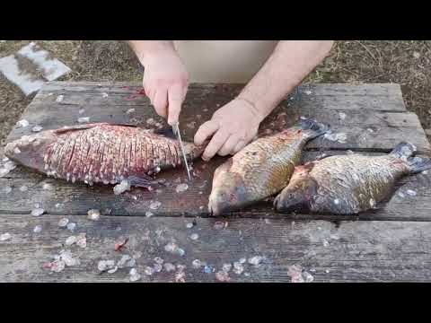 Видео: Нож Марал CPM 3V в работе по рыбе.