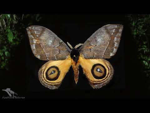 Видео: За бабочками в тропический лес. Часть2