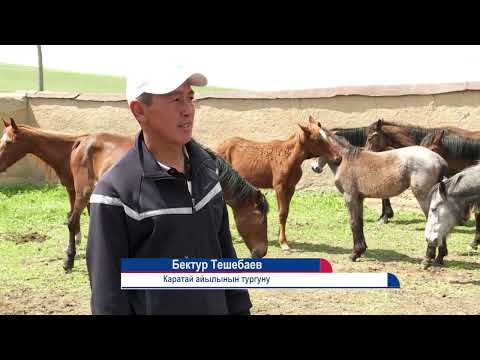 Видео: Биздин айыл Каратай айылы