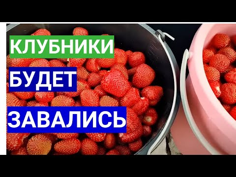 Видео: Отказалась от ранних сортов клубники. Вернулась в старым сортам и бабушкиному уходу. Ягод - завались