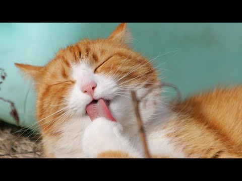 Видео: БАРОН