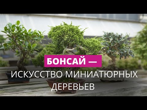 Видео: Балтийский уголок Японии: парк Бонсай в Сигулде