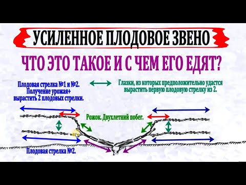 Видео: 🍇 Что такое УСИЛЕННОЕ ПЛОДОВОЕ ЗВЕНО на винограде? Ошибки в терминологии.