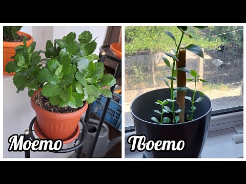 Видео: Защо твоето Каланхое не цъфти ?! | 6 основни грешки при отглеждането му!!! 😱🚫