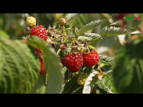 Видео: Стъпка по стъпка към плодовия рай на една малка семейна ферма
