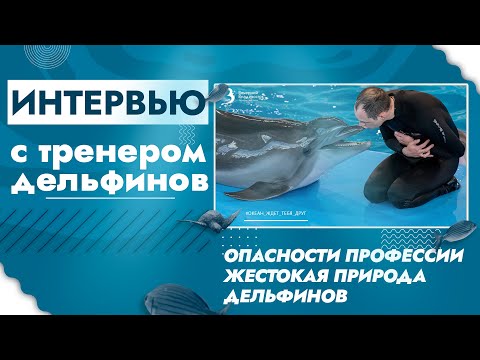 Видео: Тренер дельфинов: об опасностях профессии, жестокой природе и все  тонкости дрессировки