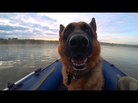 Видео: Пес Ларри едет ловить карася! И сазана...