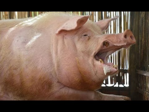 Видео: Огромный кабан!!! От РАЗМЕРОВ кабана я просто вшоке.
