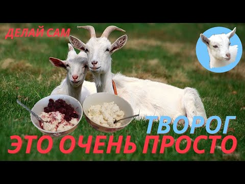 Видео: Приготовление творога Творог из козьего молока