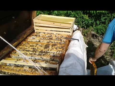 Видео: Карника Пешетц, Мёд.