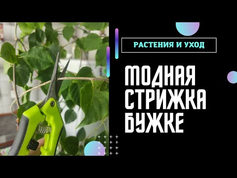 Видео: Кардинальная обрезка бугенвиллии ЧЕРЕНКОВАНИЕ и УКОРЕНЕНИЕ в воде #бугенвиллия #bougainvillea