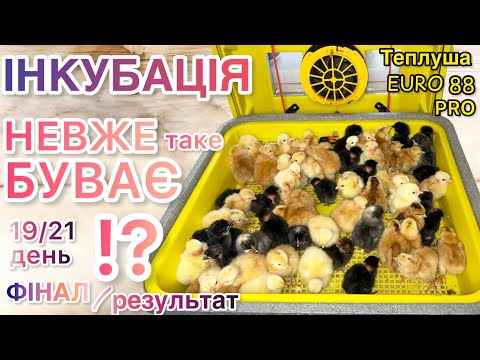 Видео: 🐥ФІНАЛ Інкубації РЕЗУЛЬТАТ в Теплуша EURO 88 Pro