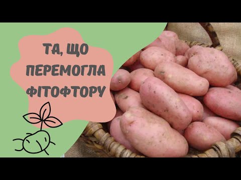 Видео: Унікальна картопля
