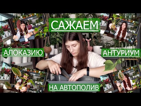 Видео: Посадка Алоказии и Антуриума в лечузу на автополив
