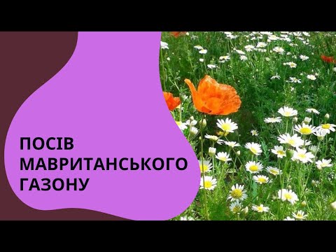 Видео: Сію мавританський газон | огляд лугового насіння