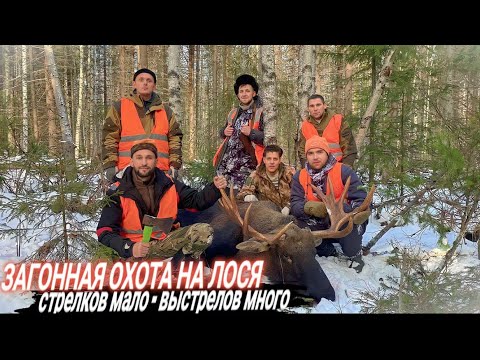 Видео: Загонная охота на лося.Стрелков мало-выстрелов много.