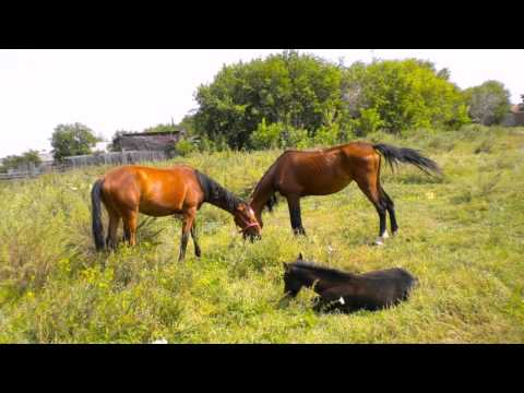 Видео: КОНЬ ( Выйду ночью в поле с конем) - Хор Сретенского монастыря