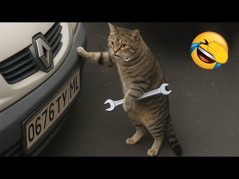 Видео: Постарайся не засмеяться 😂 Самые смешные кошки и собаки 😹🐶 Часть 12