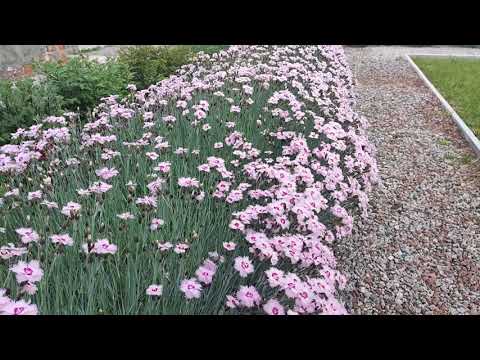 Видео: Гвоздика пірчаста: вирощування, розмноження, догляд. Ґрунтопокривні рослини #квіти #квітник