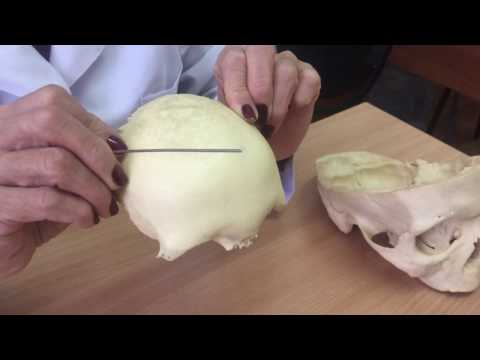 Видео: Маңдай сүйегі