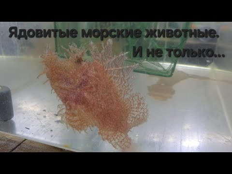 Видео: Ядовитые морские животные в Калипсо