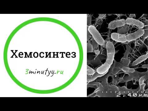 Видео: ХЕМОСИНТЕЗ