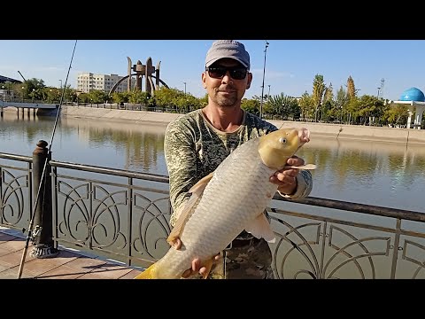 Видео: МОЯ РЫБАЛКА НА САЗАНА И АМУРА В ЦЕНТРЕ ГОРОДА 😀👍👍👍🐟🐟🐟
