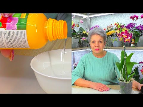 Видео: Сделайте это с орхидеей, после ее покупки 8 марта 😊💐 Орхидея не погибнет. Ответы на вопросы...
