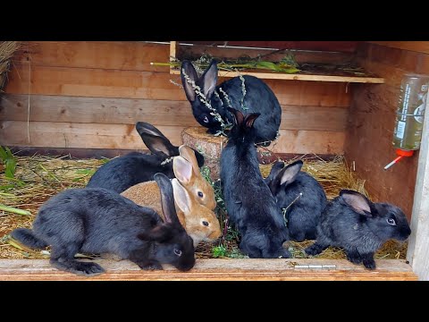 Видео: 🐇КРОЛИКИ🐇 ДЕРЕВНЯ⛪ГЕРМАНИЯ