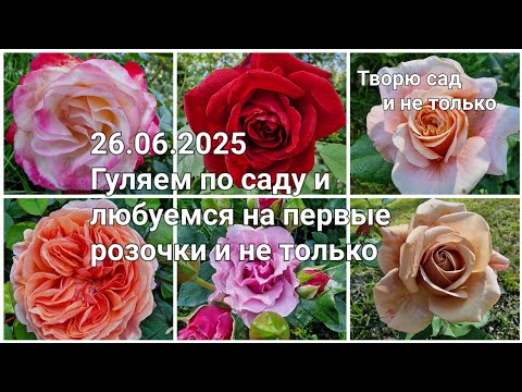 Видео: Творю сад. 26.06.2025. Гуляем по саду и любуемся на первые розочки и не только.