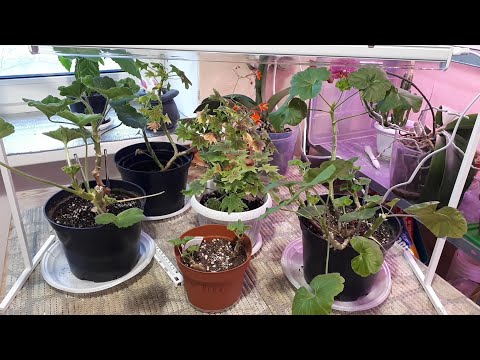 Видео: 02.12.2023года - ОБЗОР ВСЕХ МОИХ РАСТЕНИЙ! 🌺🌺🌺