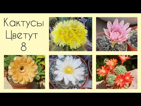 Видео: Мои Кактусы Цветут 🌵 2025