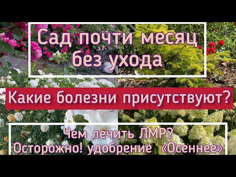Видео: Сад без ухода. Болезни роз. Чем лечить ЛМР. Осенние подкормки.