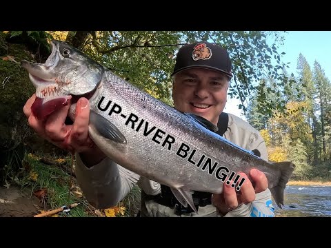 Видео: В погоне за лососем: утреннее рыболовное приключение
